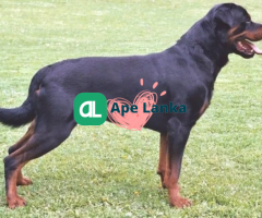 Rottweiler female fully vaccinated for sale