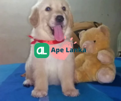 Cute Golden Retriever Puppies Nugegoda Colombo Sri Lanka