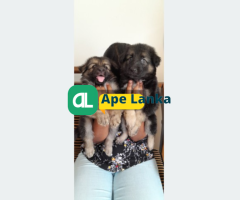 Save German shepherd puppies sale