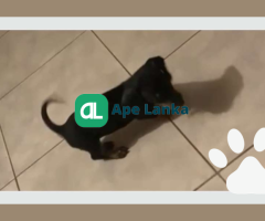 Dachshund Puppy For Sale In Moratuwa - 4 Months