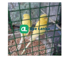 Love Birds for Sale With Cage