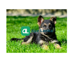 German Shephard puppy for sale